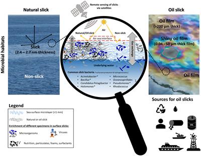 Natural and oil surface slicks as microbial habitats in marine systems: A mini review